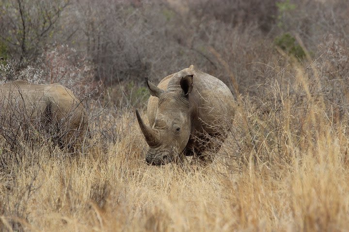 Pilanesburg Safari & Lunch Adventure image