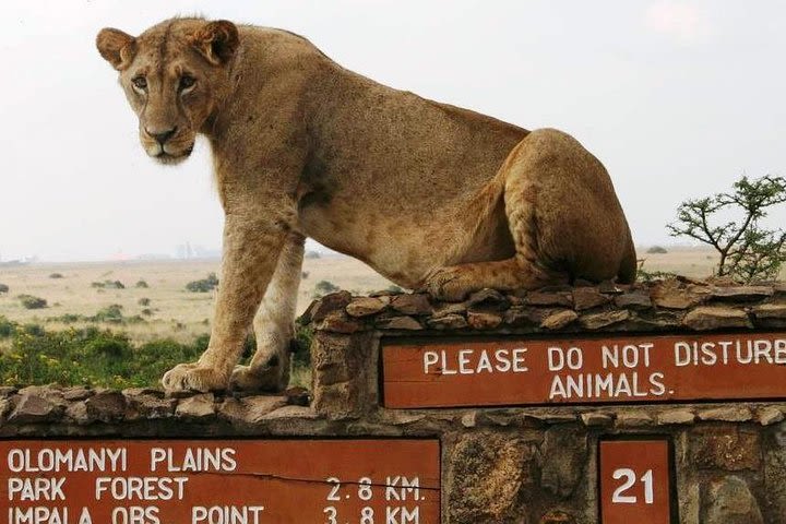 Full-Day Nairobi National Park and Bomas of Kenya Tour image