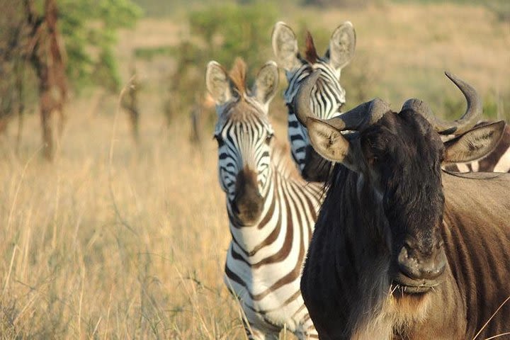 5 Days Tanzania Camping Safari image