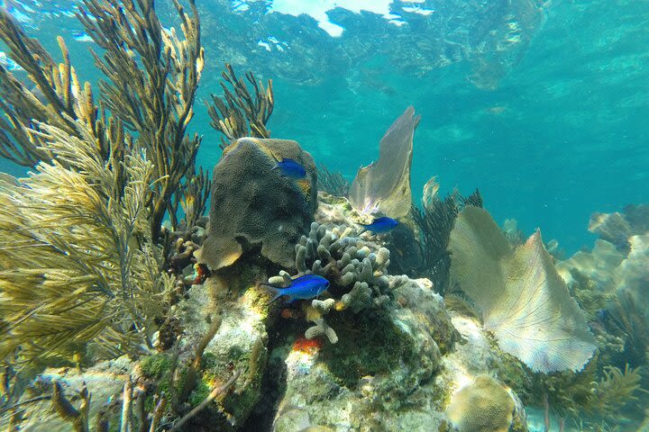 Reef Snorkeling Experience in Playa del Carmen image