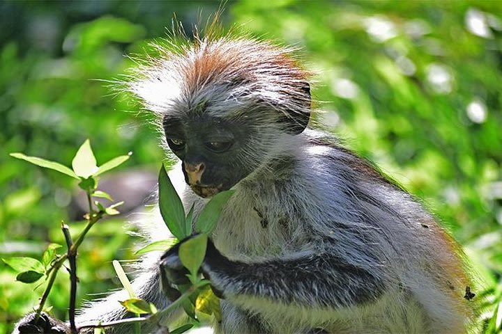 Jozani Forest Reserve Half-Day Guided Tour from Zanzibar image