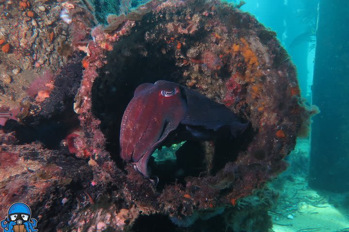 PADI Open Water Course image