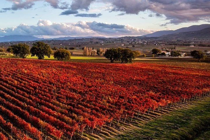 Relaxing Wine Tour With Food & Wine Tasting - Umbria image