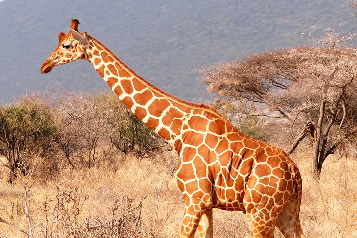 Ol Pejeta to Samburu - 4 Day Safari Tour image