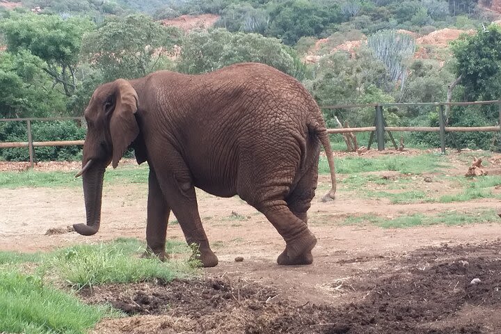 Enlightening Elephants And Monkeys Sanctuary Guided Day Tour image