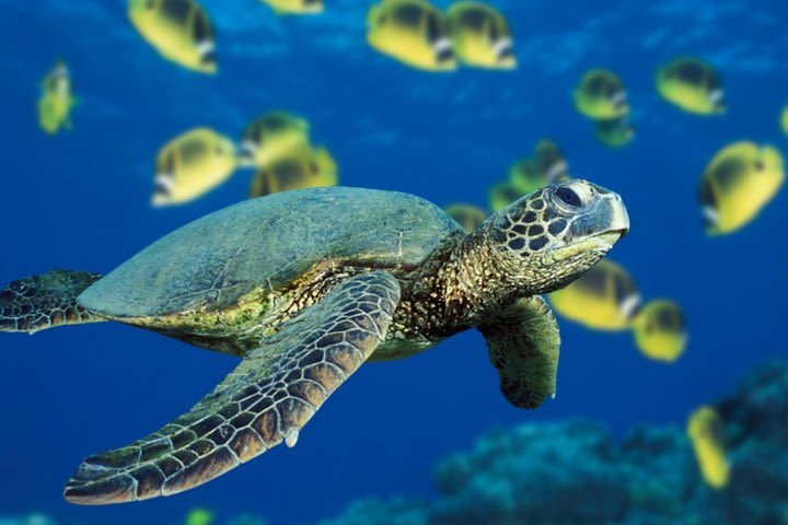 SCUBA Shore Dive at Sea Turtle Cove (Certified Diver) image