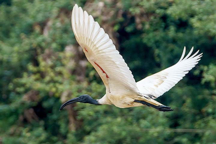 Prek Toal Birds Watchers and floating Village Cruise Tours image