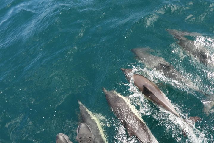 Gibraltar Dolphin Watching Tour from Jerez image