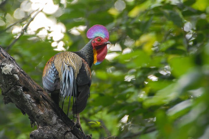 Birding Tour in Baluran National Park image