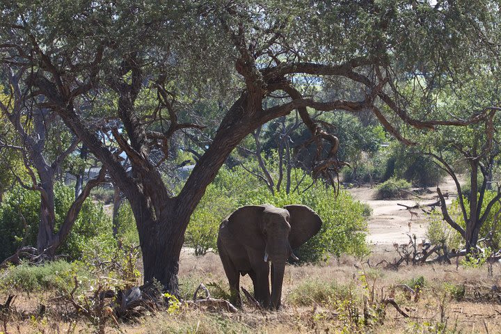 Full-Day Safari Tour to Chobe National Park with Boat Ride image