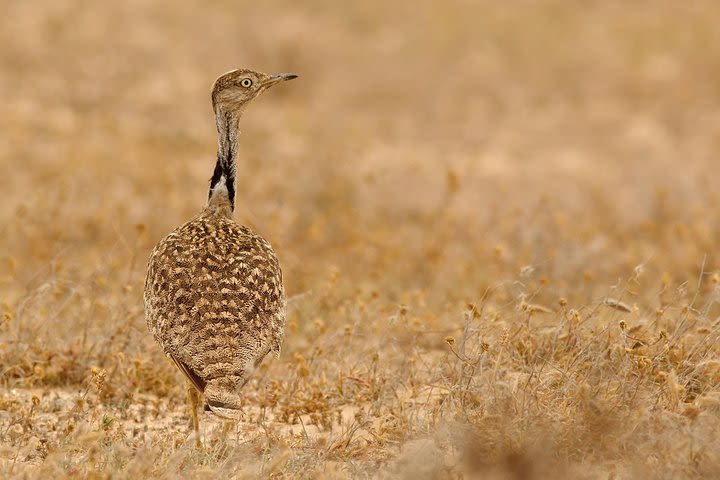 Bird Watching Guided Half-Day Tour from Lanzarote image