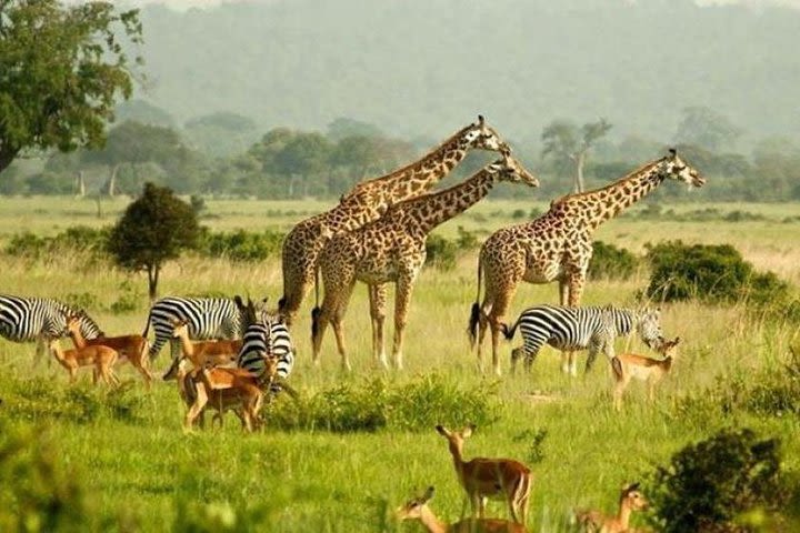 5 Days Murchison Falls and Kibale National Park image