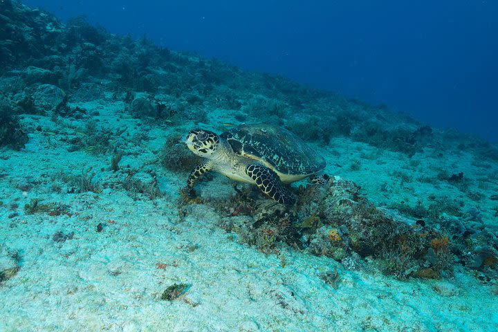 Diving package Riviera Maya  image