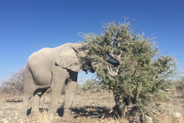 3 Day Camping tour at Etosha National Park image