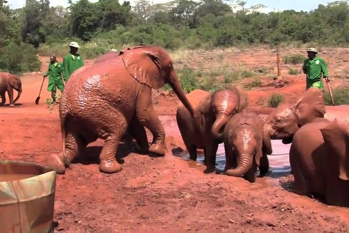 Nairobi Elephant Orphanage image