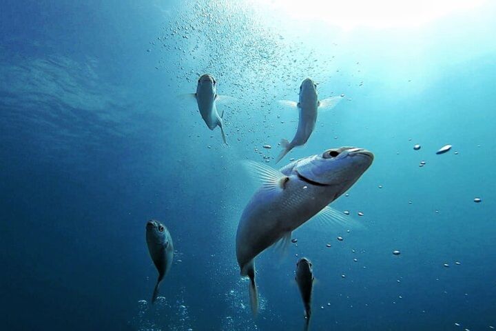 Descubre el mundo submarino FOTO Y VIDEO gratis image