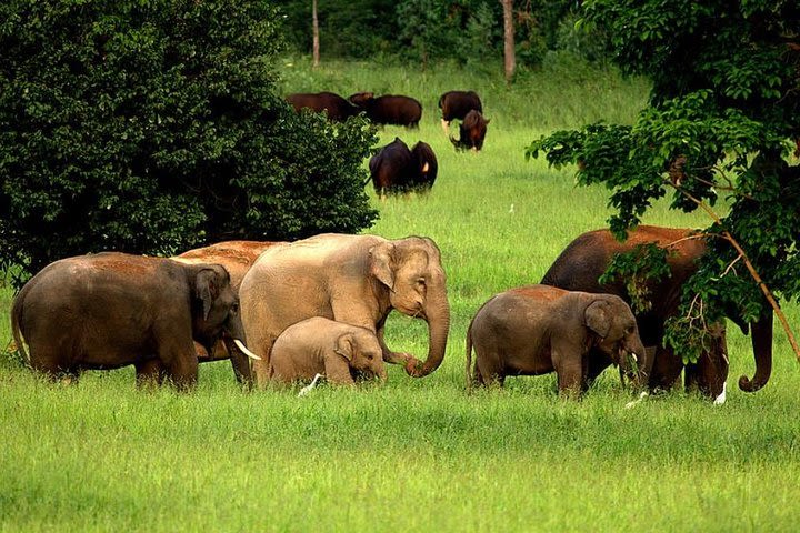 Wild Elephant watching at Kuiburi National Park Private Trip image