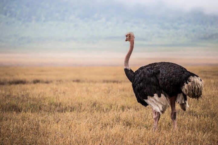 Namanga border to Arusha (Transfer) With Africa Natural Tours Co L.T.D image