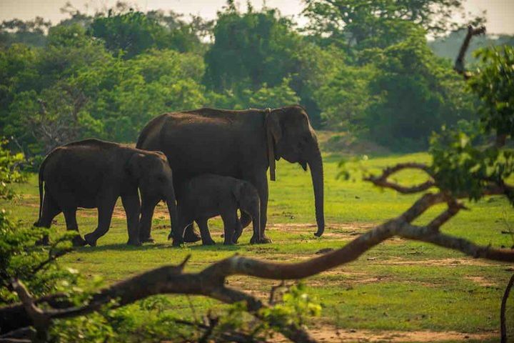 Yala National Park Private Safari trip from Galle/Unawatuna/Mirissa image