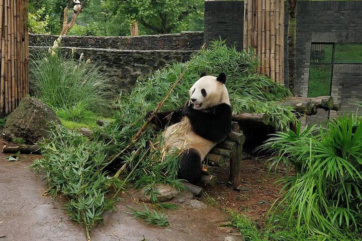 Chengdu panda base and city 1 day tour image