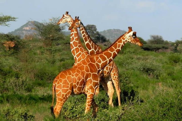 10 Days Kenya Tanzania Safari Vacations image