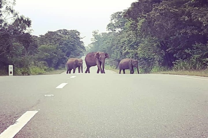 Tuk Tuk Safari (Elephant watching with Tuk Tuk) image