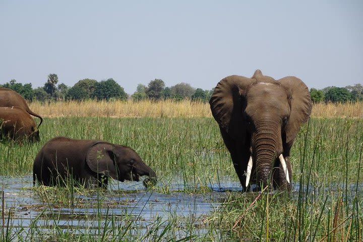 Chobe Day Trip Botswana image