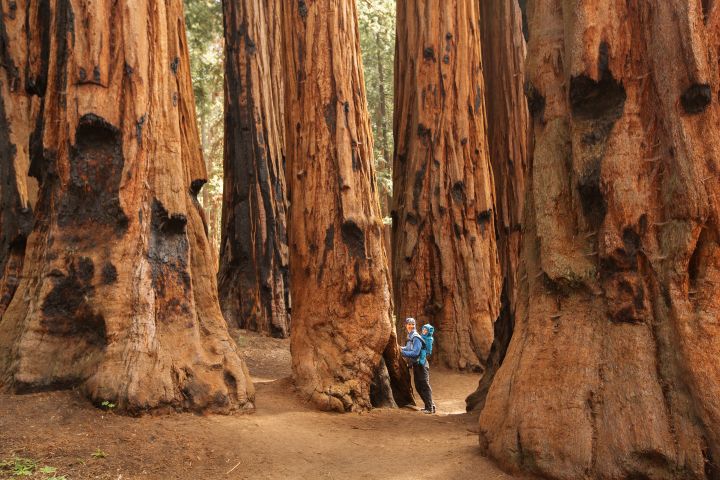 PRIVATE SEQUOIA HALF DAY TOUR image