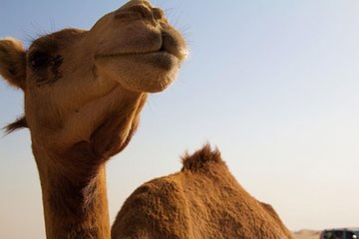 One Hump Camel Farm and Wine Tour image