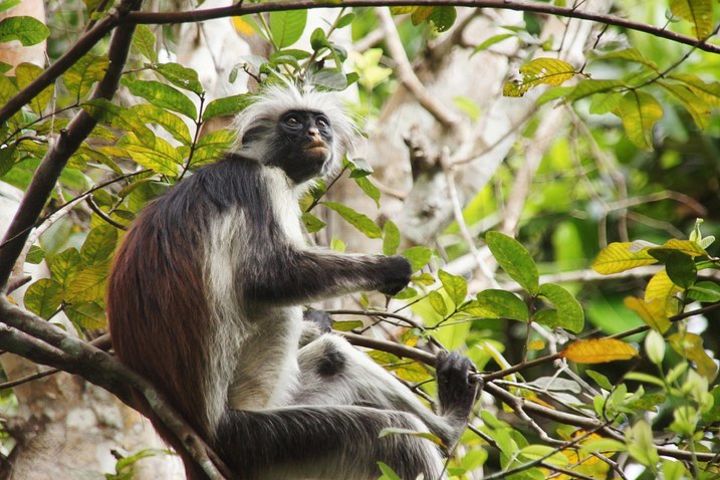 Jozani Forest and Butterfly Center Combine Tour from Stone Town image