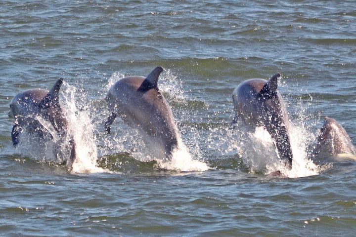 Sunset Dolphin Watching in Cape May image