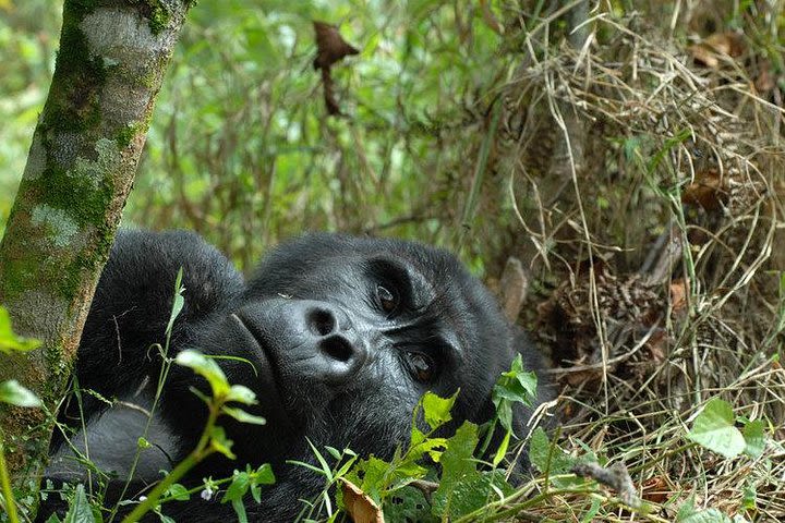 7 Day Gorilla Trekking Adventure image