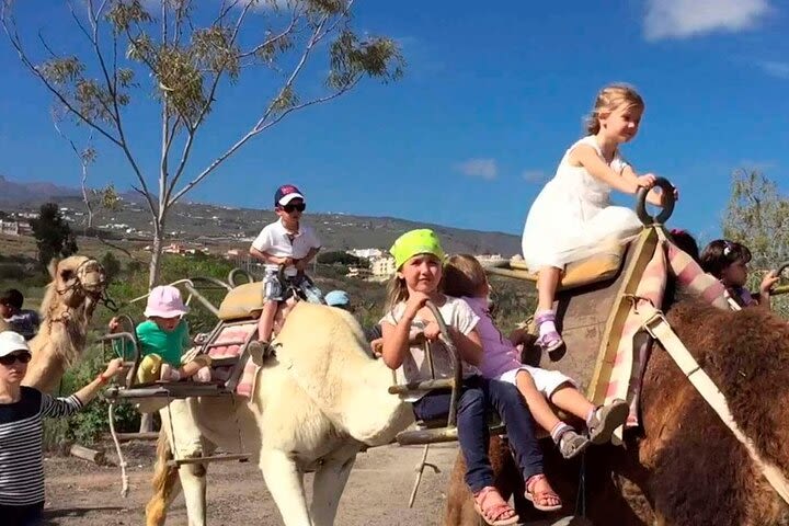 Skip the Line: Camel Park Tenerife Ticket image