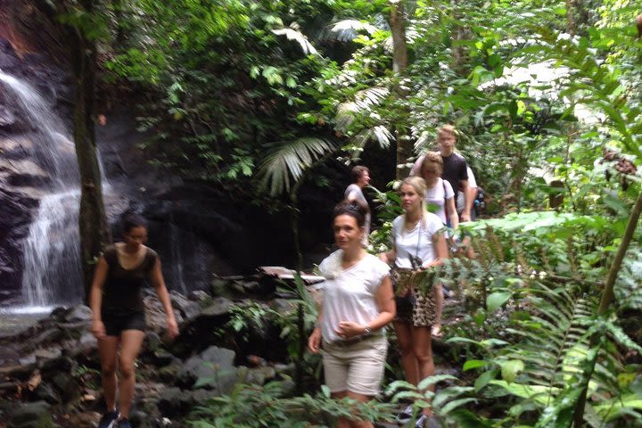 Templers Park, Batu Caves & Fireflies image