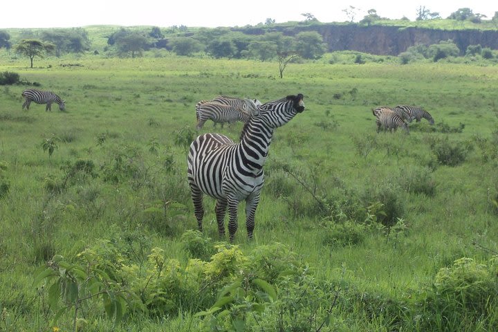 Nairobi Tour to the Lake Nakuru National Park image