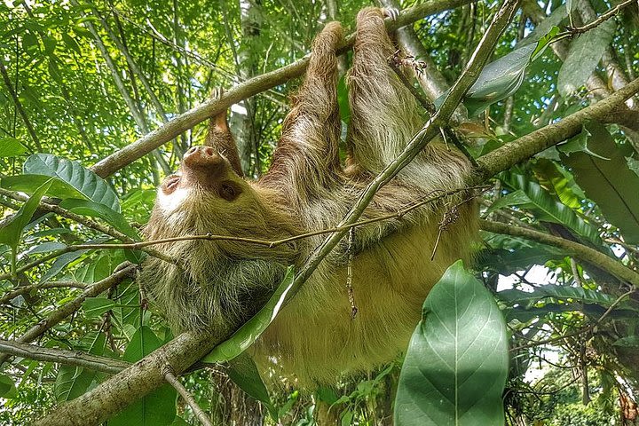 Sloths Watching Tour through Sloth's Territory image