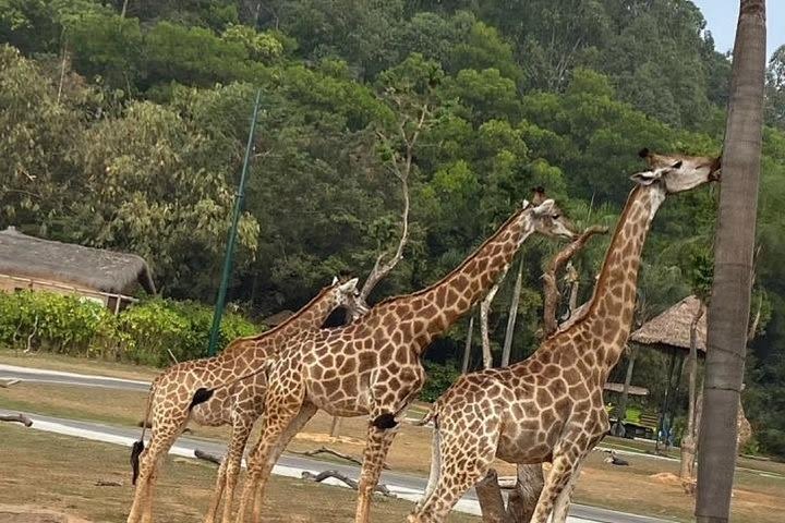 Guangzhou Chimelong Safari Park private tour image