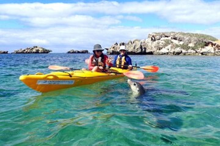 Penguin and Seal Islands Sea Kayaking Experience image