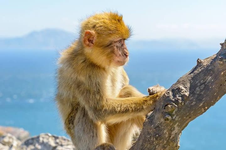 Gibraltar Inside Out Standard Tour 1.45hrs Price Quoted from 1 to 8 persons  image