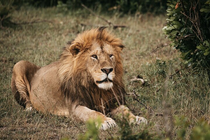 Nairobi national park game drive. image