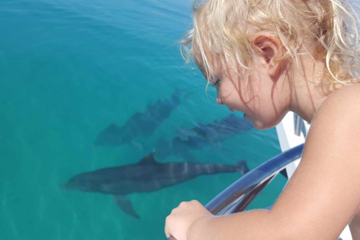 Dolphin Watch & Snorkel image