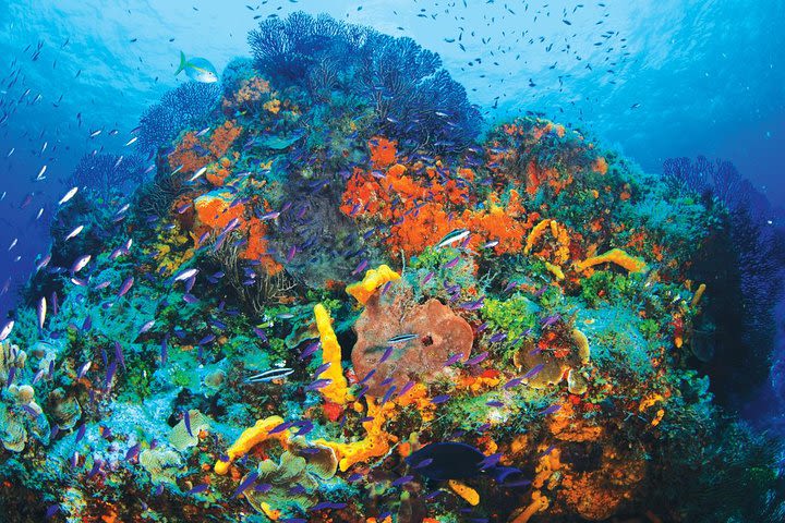 Discover Scuba Diving - One Tank at Coral Reef image