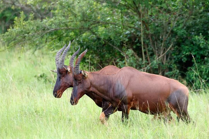 15 days Uganda Wildlife & Activity Holiday image