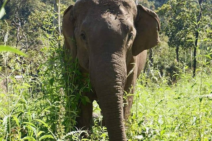 3-Day Kindred Spirit Elephant Sanctuary Chiang Mai image