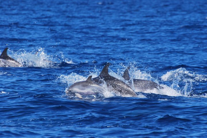 Lajes de Pico: Swimming with Wild Dolphins image