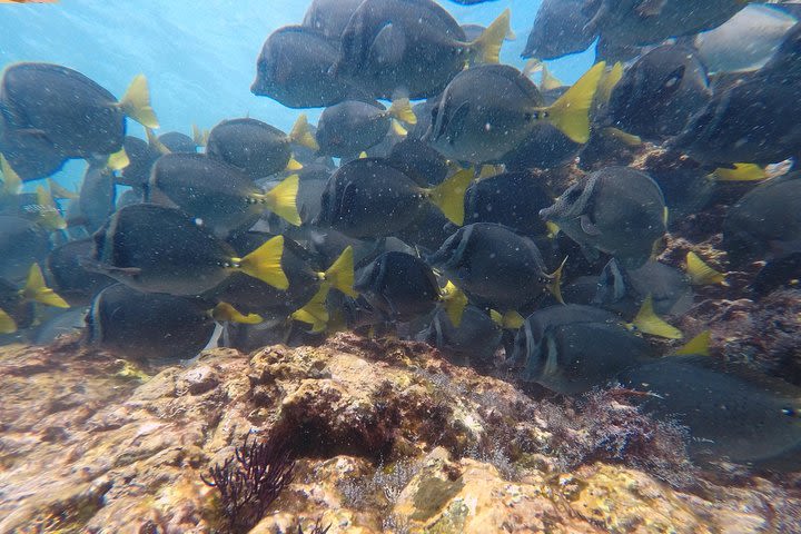 Snorkeling in Catalina Islands image