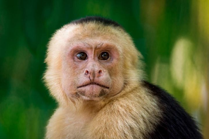 Deluxe Private Manuel Antonio Park Tour image