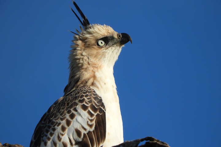 Private safari Tours at Bundala National Park image