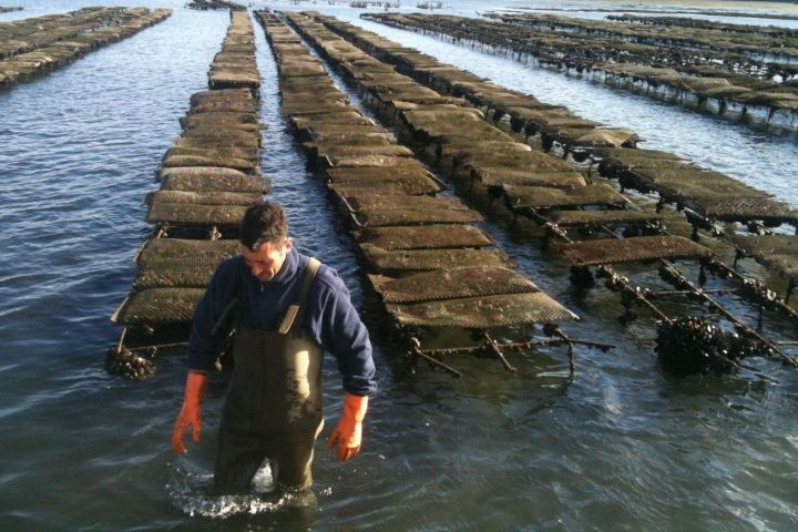 Ria Formosa Islands & Natural Park Tour image