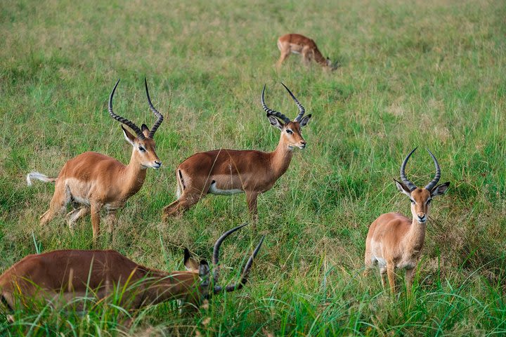 2 Days Mwanza to Burigi Chato National Pack -With- Burigi chato Safaris Co L.T.D image